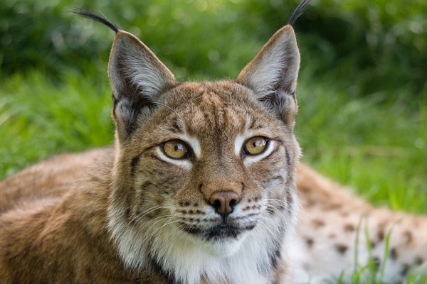 Ranger For A Day At The Big Cat Sanctuary - Weekdays - Unique Gifting