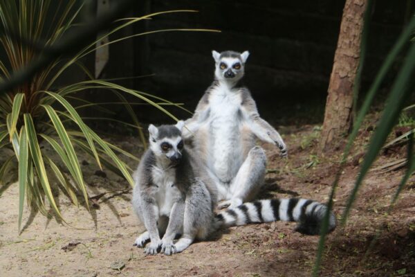 Shaldon Wildlife Trust Zoo Entry with Lemur Liaison and Meerkat Meet for Two
