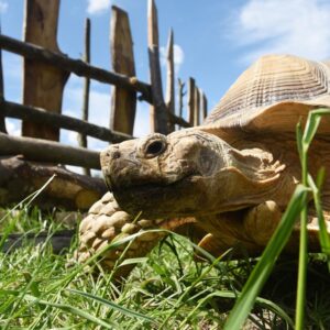 The Giant Tortoise Experience for Two at Hobbledown Epsom