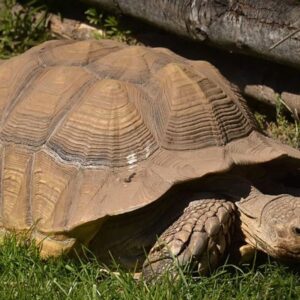 The Giant Tortoise Experience for Two at Hobbledown Epsom
