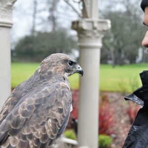 Three Hour Birds of Prey Day for Two