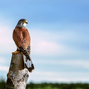 Three Hour Birds of Prey Flying Experience for Two with Mercer Falconry