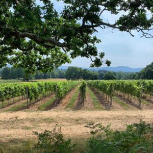 Tour and Wine Tasting for Two at Trotton Estate Vineyards