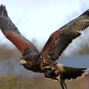 Two Hour Birds of Prey Experience for One at CJ's Birds of Prey