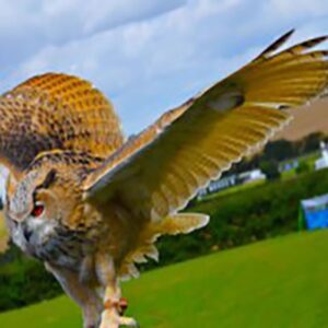 Two Hour Birds of Prey Experience for Two at CJ's Birds of Prey