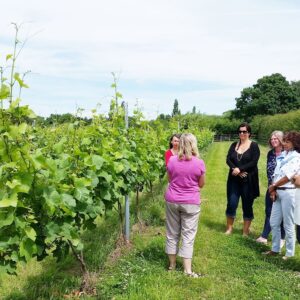 Vineyard Tour and Wine Tasting for Two at Hanwell Wine Estate