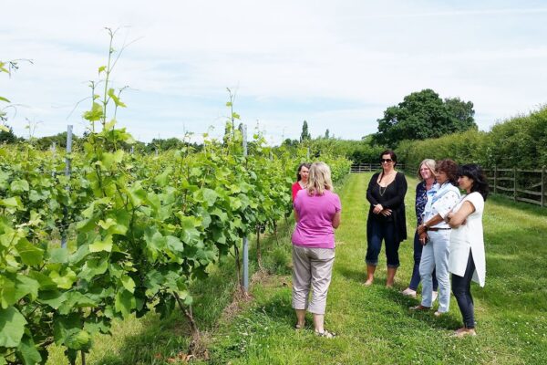 Vineyard Tour and Wine Tasting with Lunch for Two at Hanwell Wine Estate