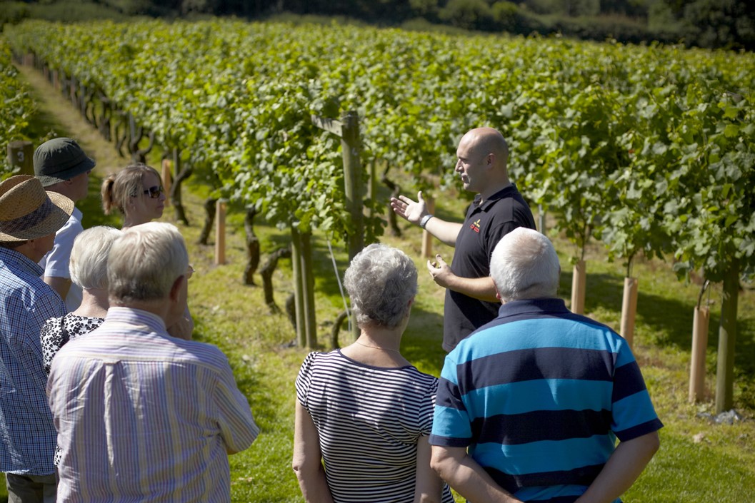 Vineyard Tour with Wine Tasting at Chapel Down Winery for Two