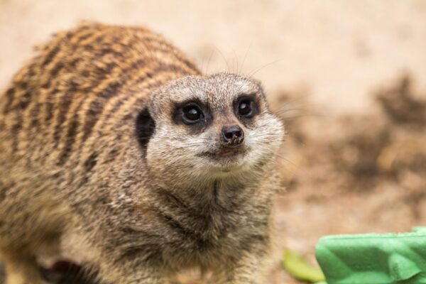 Welsh Mountain Zoo Entry and Meerkat Experience for Two